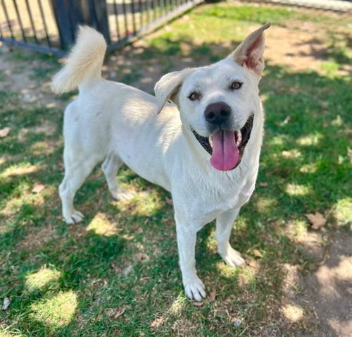 SHAKEY, a dog for adoption from Riverside County Animal Control - Riverside Shelter