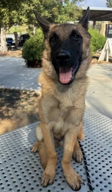 Lalo - Belgian Shepherd Malinois