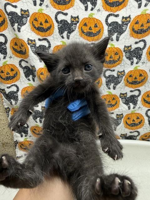 FRANKIE, a cat for adoption from Riverside County Animal Control - Riverside Shelter