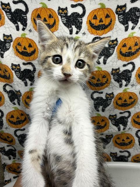 PUMPKIN, a cat for adoption from Riverside County Animal Control - Riverside Shelter