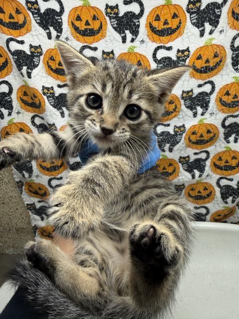 PIE, a cat for adoption from Riverside County Animal Control - Riverside Shelter