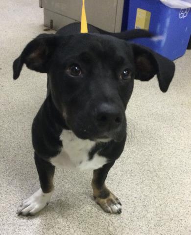 BANDIT, a dog for adoption from Riverside County Animal Control - Riverside Shelter