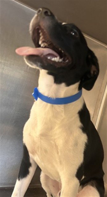 SPANKY, a dog for adoption from Riverside County Animal Control - Riverside Shelter