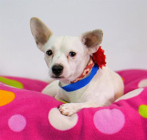 TUCO, a dog for adoption from Riverside County Animal Control - Riverside Shelter