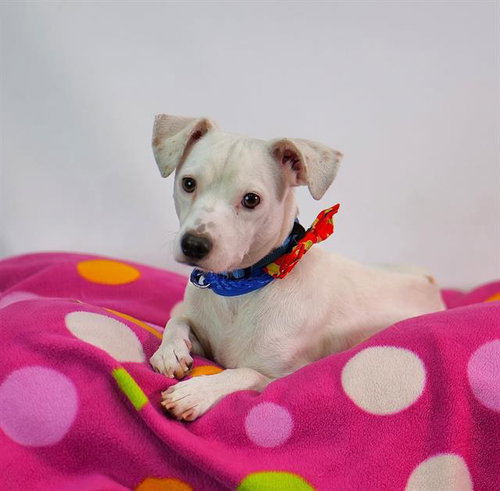 TITO, a dog for adoption from Riverside County Animal Control - Riverside Shelter