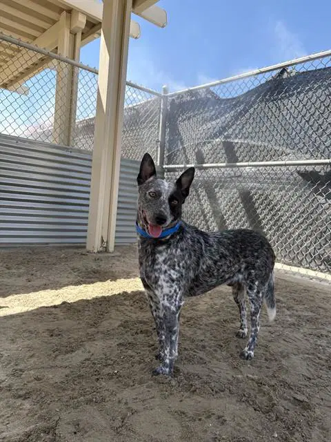 Zurg - Australian Cattle Dog/Blue Heeler