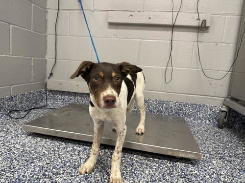 LUCUS, a dog for adoption from Riverside County Animal Control - Riverside Shelter