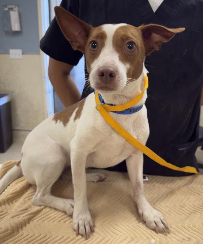 PEACH, a dog for adoption from Riverside County Animal Control - Riverside Shelter
