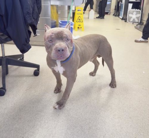 JOEY, a dog for adoption from Riverside County Animal Control - Riverside Shelter