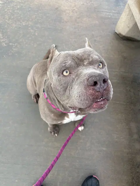 Joey - Pit Bull Terrier