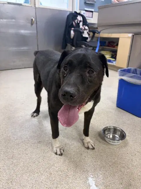 Mc Rib - Labrador Retriever