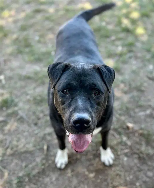 Mc Rib - Labrador Retriever