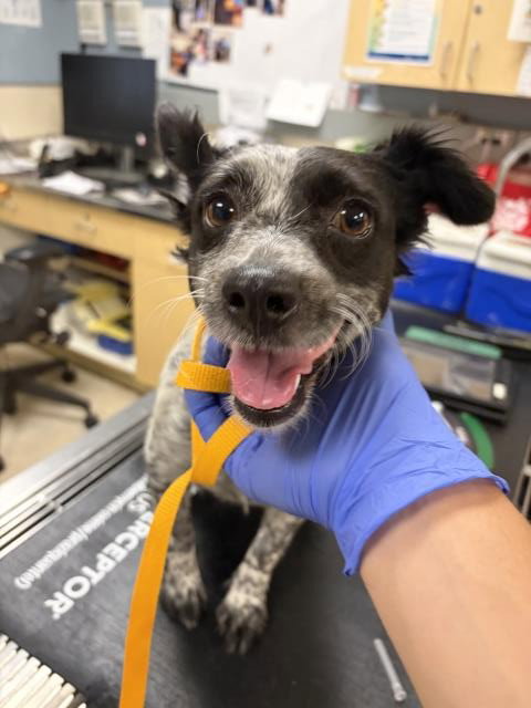 DOTTIE, a dog for adoption from Riverside County Animal Control - Riverside Shelter