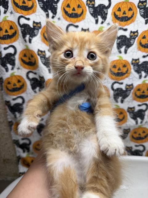 CLOUD, a cat for adoption from Riverside County Animal Control - Riverside Shelter