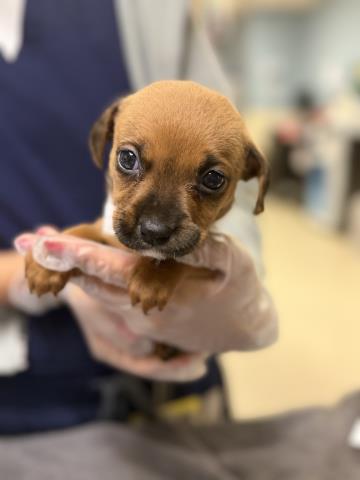 MOCHA, a dog for adoption from Riverside County Animal Control - Riverside Shelter