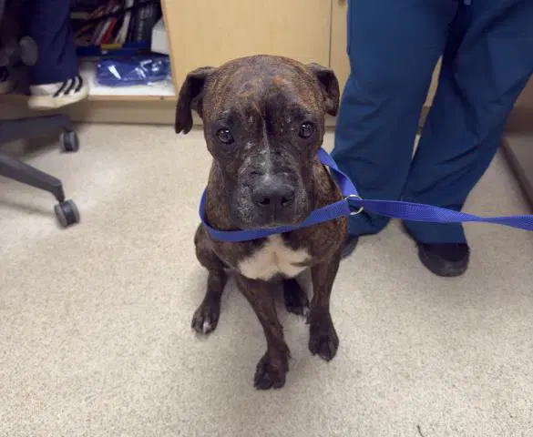Snuggles Dupe - Boxer