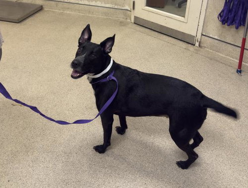 KAT KAT, a dog for adoption from Riverside County Animal Control - Riverside Shelter