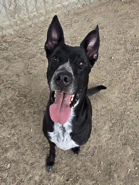 Kat Kat - Pit Bull Terrier