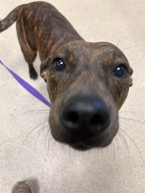 MAPLE, a dog for adoption from Riverside County Animal Control - Riverside Shelter