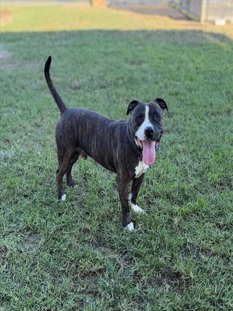 Bullet - Pit Bull Terrier