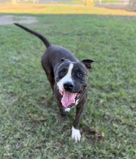 Bullet - Pit Bull Terrier