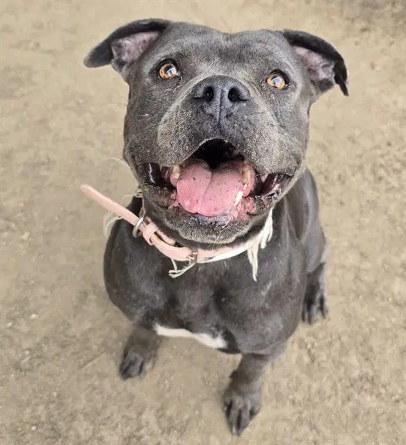 Hup Pup - Pit Bull Terrier