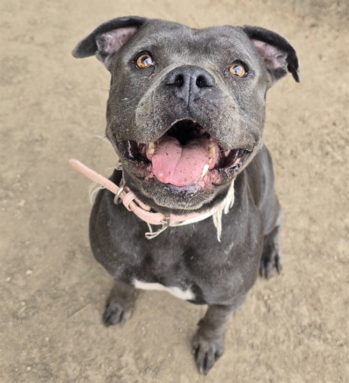 HUP PUP, a dog for adoption from Riverside County Animal Control - Riverside Shelter
