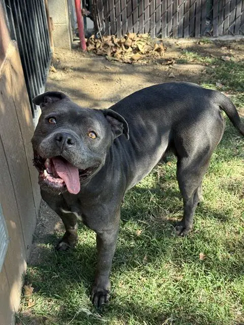 Hup Pup - Pit Bull Terrier