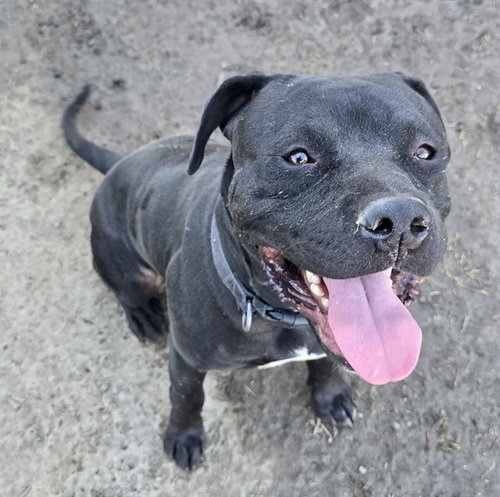 TAP TAP, a dog for adoption from Riverside County Animal Control - Riverside Shelter