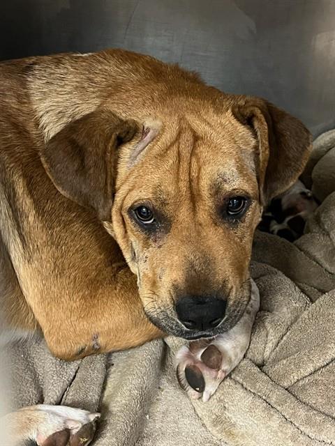 HERCULES, a dog for adoption from Riverside County Animal Control - Riverside Shelter