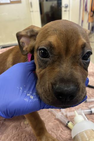 BUBBA, a dog for adoption from Riverside County Animal Control - Riverside Shelter