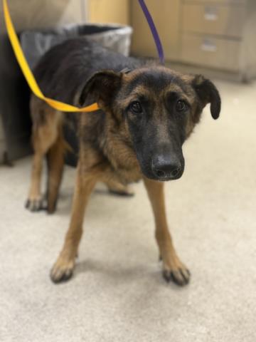 LOLITA, a dog for adoption from Riverside County Animal Control - Riverside Shelter