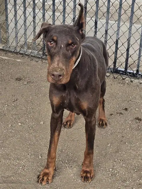 Ruby image 1