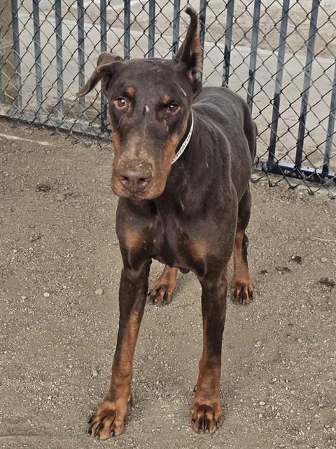 RUBY, a dog for adoption from Riverside County Animal Control - Riverside Shelter