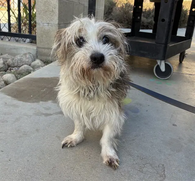 Mr Charles - Terrier
