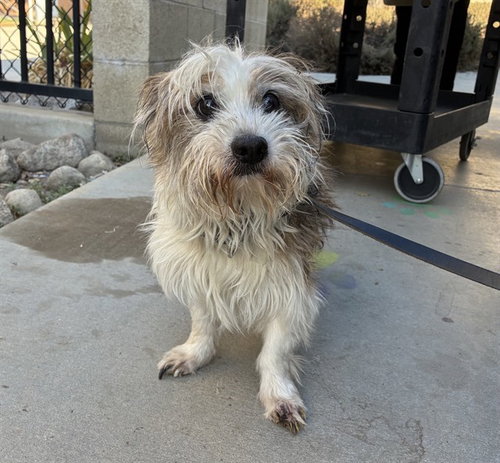 Mr. Charles, Terrier (medium coat)
