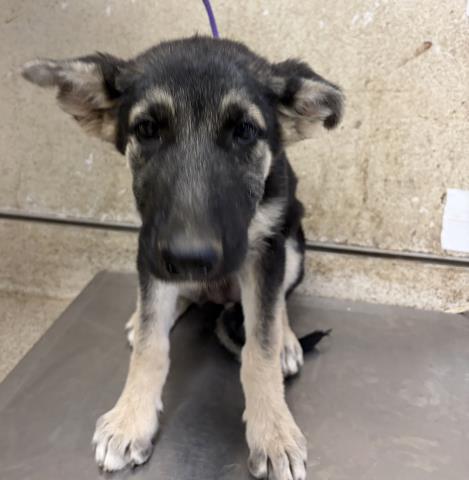 MUFFIN, a dog for adoption from Riverside County Animal Control - Riverside Shelter