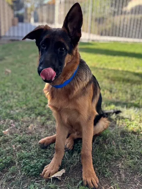 Riley - German Shepherd Dog