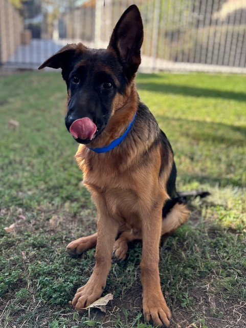 Riley, German Shepherd Dog (medium coat)