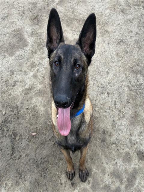 Kane, Belgian Shepherd Malinois (medium coat)