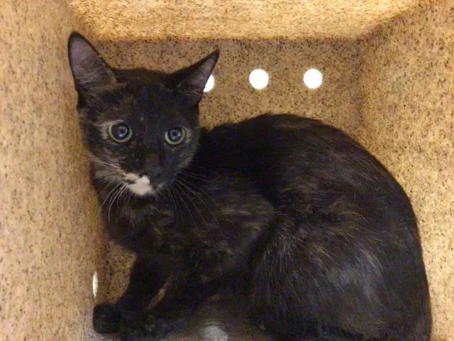 Maggie - Domestic Short Hair
