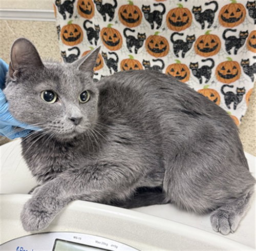 A1940293, a cat for adoption from Riverside County Animal Control - Riverside Shelter