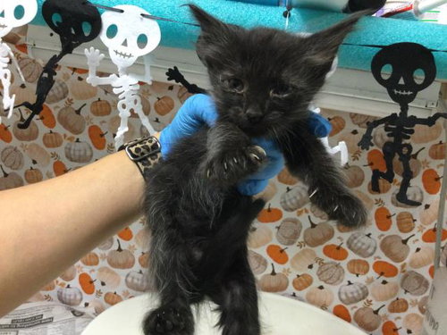 LUCK, a cat for adoption from Riverside County Animal Control - Riverside Shelter