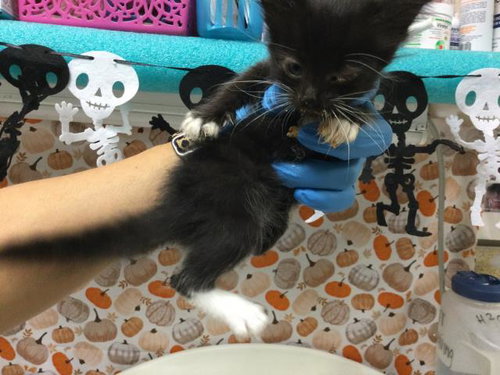 LADY, a cat for adoption from Riverside County Animal Control - Riverside Shelter