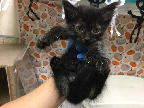 Batty, Domestic Short Hair (medium coat)