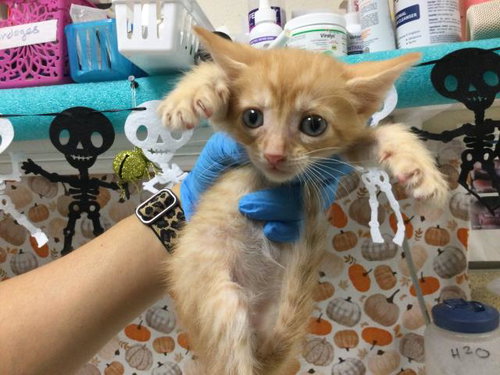 Pumpkin, Domestic Short Hair (medium coat)