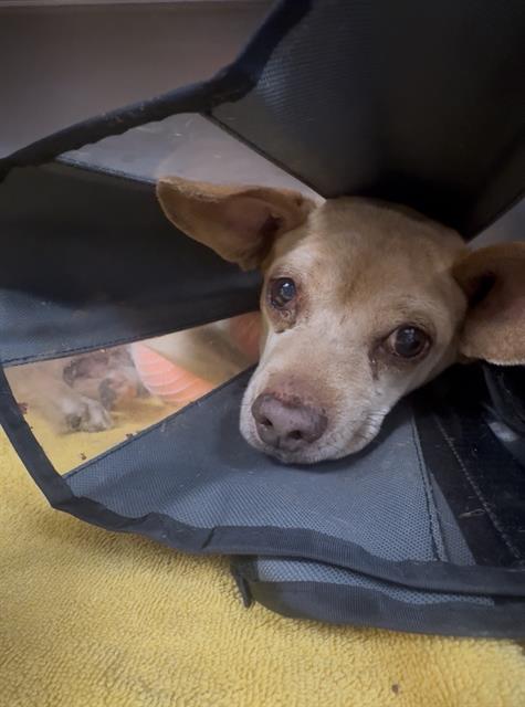 Tom, Chihuahua (medium coat)