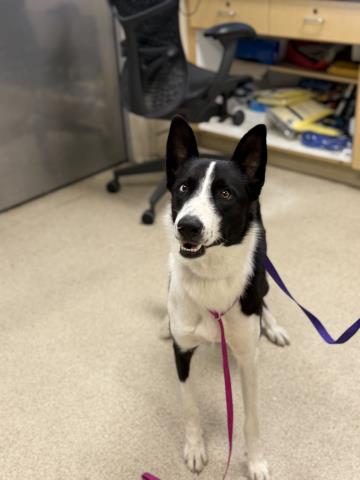 Mochi, Border Collie / Mixed (medium coat)