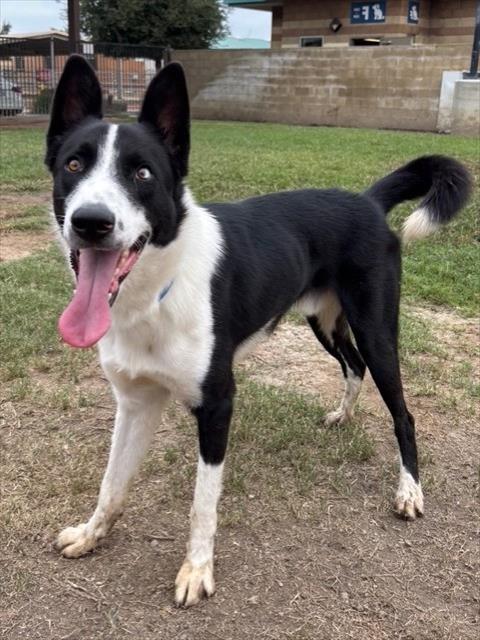 Mochi, Border Collie / Mixed (medium coat)