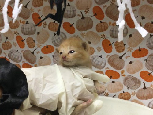 Tink, Domestic Short Hair (medium coat)